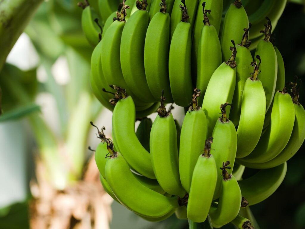 bananas, banana tree, banana plant-3528314.jpg